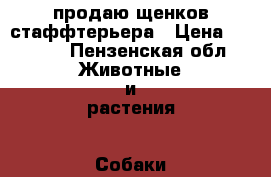 продаю щенков стаффтерьера › Цена ­ 7 000 - Пензенская обл. Животные и растения » Собаки   . Пензенская обл.